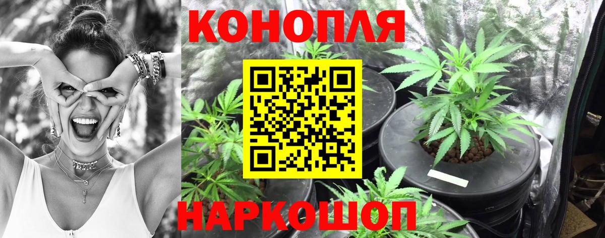 МАРИХУАНА сатива Димитровград
